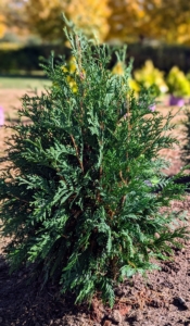 Arborvitae comes in many shapes - from pyramid and conical to ball-shaped. And they are long lived. Arborvitae can survive up to 150-years old if planted in the right environment. I am sure these specimens will thrive in the living maze here at Cantitoe Corners.