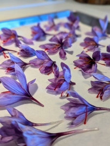 Here's a closer look. One can see the bright red threads. They are placed on a paper lined baking sheet to dry.