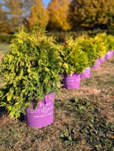 This season while we can still plant in the gardens, I am adding these Lemon Burst Arborvitae, Thuja Occidentals 'Rutthu3' which are moderately sized with broadly conical form and tight habit.