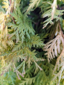 Yellow-green new growth keeps its color even when grown in full sun. And then during winter, the foliage turns a lovely orange tone.