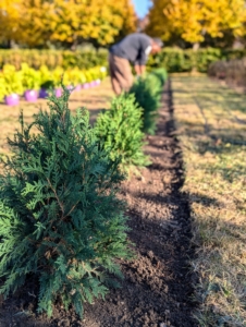 After the water has been absorbed, Pete rakes the bed and removes any tags or labels.