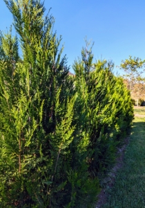 Last spring, we planted these Tiny Tower® Green Giant Arborvitae - noted for its upright, compact habit with lively green foliage that is soft to the touch.