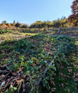 And in the two back corner beds are the potatoes - they're also ready. This bed is a less attractive sight in the garden, but it's filled with lots of delicious russet, red, white, and yellow potatoes.