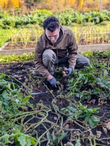 Here's Ryan as he starts to pick through the vines in search of potatoes. The size of a potato can vary depending on the variety. We have all different sizes up to more than two pounds.