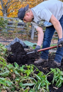 Josh drives the fork into the soil at the outside edges of the plant and then carefully lifts the soil and plant.