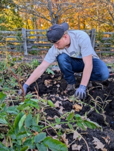 Then Josh digs deep into the ground and feels around for potatoes – potatoes will be slightly cool to the touch.