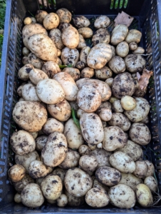 And leave any green potatoes alone. When potatoes are exposed to light, they turn green, a sign the toxic substance called solanine is developing, which may cause illness if eaten in large quantities.