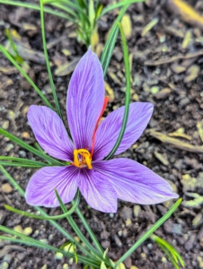 The lilac-colored flower appears next. The blooms last about three weeks