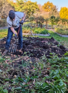 The best time to dig up potatoes is on a dry day. Here in the Northeast, we haven't had any rain in weeks, so it's been very dry. To harvest potatoes, Josh uses a gardening fork. It has four tines that can pierce the ground more easily than would a shovel or a spade.