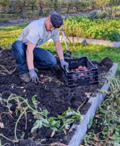 It’s important to dig them up carefully, so as not to damage any of the tubers.