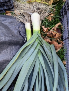 The leek is a cultivar of Allium ampeloprasum, the broadleaf wild leek. The edible part of the plant is a bundle of leaf sheaths that is sometimes erroneously called a stem or stalk. Leeks have a mildly sweet flavor similar to onions, shallots, garlic, and chives.