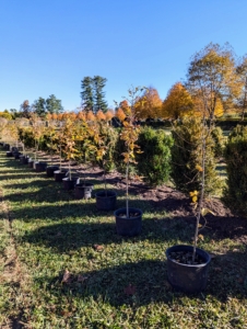 I planned two rows perpendicular to each other in this section of the maze. All the trees are positioned first before any planting begins.