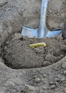 Remember the rule of thumb for planting – dig a hole that is two to three times wider than the root ball, but only as deep as the height of the root ball.