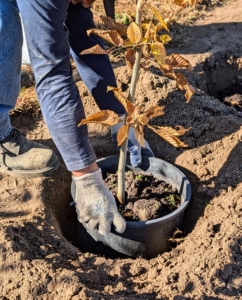 Each tree is placed into a designated hole.