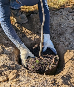 José makes the necessary root ball cuts to stimulate and encourage root growth and then places the tree into the hole.