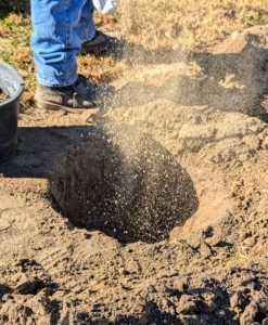 Next, José sprinkles fertilizer into the hole and the surrounding soil.