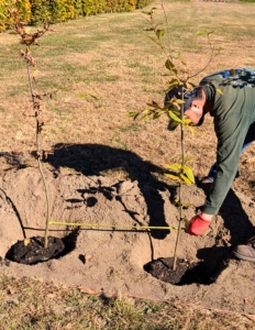 Alex measures the hornbeams once again to be sure they are equally spaced. Each tree is spaced about 30-inches from the next.