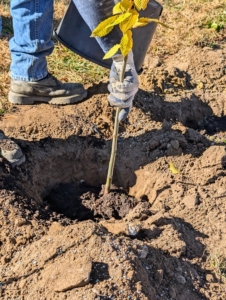 Each tree is carefully lifted by its center stem or trunk close to the base - never handle by its branches, which could break.