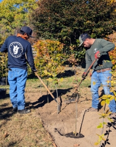 Once the specimen is positioned correctly, it is backfilled. Do not bury the tree above its flare, where the first main roots attach to the trunk. Tree roots need oxygen to grow. By placing the root flare at or slightly above ground level when planting gives the tree the best chance for survival, growth, and development.