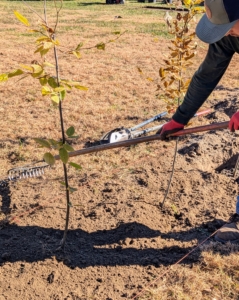 Alex follows with a hard rake to level the soil and remove any debris.