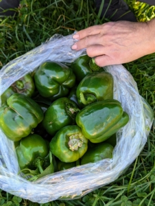 And look at this bag of peppers. The most common sweet pepper is the bell – usually seen in green, red, and yellow, but they can also be purple, brown, and orange. It was a great pepper season – I’ve picked a lot this year.