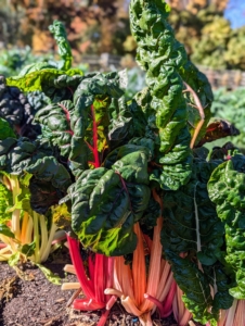 Swiss chard always stands out in the garden, with its rich red, orange, and yellow stalks.