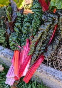 Enma picked a handful of Swiss chard. It's best to harvest Swiss chard when the leaves are tender and big enough to eat.