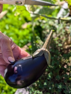 They picked as many of the eggplants as possible. Eggplants are part of the Solanaceae family, also known as the nightshade family, and are sensitive to cold temperatures. Eggplants are ready to harvest when they are firm, glossy, and shiny.