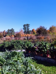 It may be late October, but there's still a lot of wonderful garden produce to pick. I always keep close track of the weather so we can be sure to harvest all those vegetables that wouldn't survive a hard frost.