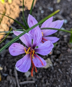 It is the bright red-orange threads of saffron, the stigmas, or female portion, of the saffron crocus flowers that make up the spice. Three stigmas are borne in the center of each cup-shaped bloom. The best time to harvest the stigmas is mid-morning on a sunny day when the flowers have fully opened and are still fresh. The stigmas on this flower are ready.