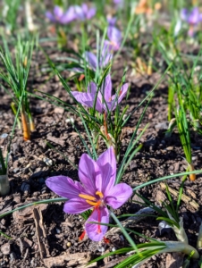 The leaves of the saffron will persist for eight to 12 weeks, then wither and vanish, leaving no trace of the corms below until the flowers appear again next fall.