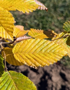 ... and these are the leaves now, golden yellow. All the leaves will soon fall completely off the trees for winter.