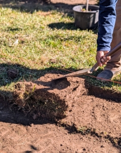 After cutting, Pete removes the sod from the measured space. It has been a very dry season here in the Northeast, with little rain expected in the coming weeks. The sod is very crumbly as it is rolled and moved.