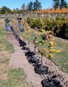 To be most efficient, the crew works in an assembly line process - digging all the holes first and positioning the trees before backfilling.