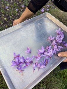 She places the flower including the threads on a tray.