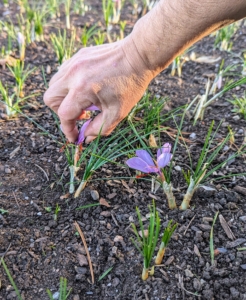 For several days, as the flowers develop, Hannah and my housekeepers harvest the delicate blooms. Here, Enma uses her fingers to carefully pull the flower.