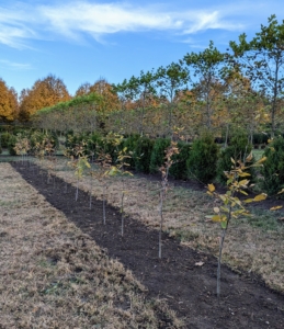 European hornbeams, grow about four to five feet per year. This hedge will mature quickly. I'm looking forward to seeing it one year from now.