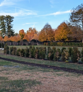 They will eventually grow into a nice thick and tall hedge, making a wall in the maze. If the current weather holds, we will still get a lot more planting done before the ground is too hard.