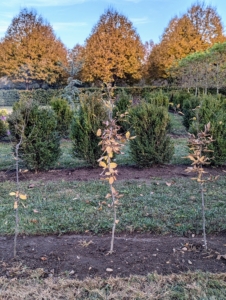 Finally, the newly planted rows are watered thoroughly.