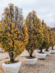 The trees are always displayed with their best sides facing out for visitors to see. Many of the taller trees can be seen from the road. These are Carpinus betulus 'Columnaris Nana' - small trees with a tight layering dense habit. It is a slow-growing narrow form of European hornbeam. This tree may reach six to seven feet in height by only a few feet in width in 10 years.