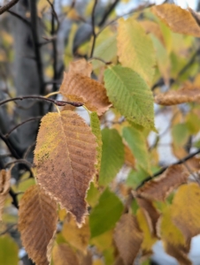 In summer, it shows off green leaves that turn to a bright yellow gold in autumn.