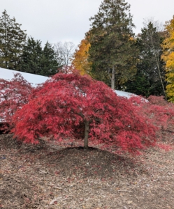 This Acer palmatum var. dissectum 'Tamukeyama' can't be missed with its bright red foliage. It is a dwarf Japanese maple lace leaf variety that grows in a mound form with cascading branches.