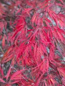 It features deeply cut and dissected purple red leaves that turn even brighter red through fall.