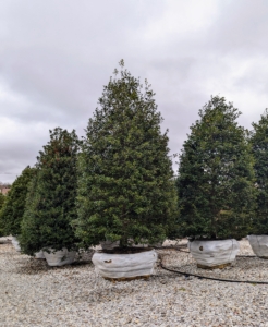 This is Ilex opaca 'Miss Helen' - an upright pyramidal evergreen that may reach up to 50-feet tall. When selecting any new planting for a garden always be sure to consider the plant’s preferred hardiness zone, its care requirements, and the specimen’s size at maturity.