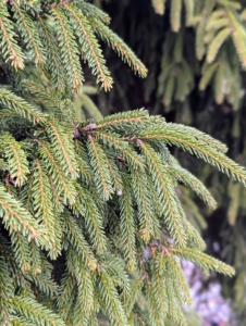 And these are the branches of Picea orientalis ‘Nigra Compacta,’ commonly called oriental spruce – a medium to large, densely-branched, narrow-pyramidal tree. It is native to mountain areas from the Caucasus to Turkey. It has flattened, glossy, dark green needles that are shorter than the needles of other species of spruce.