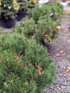 Pinus mugo 'Mughus' is a slow-growing evergreen conifer shrub or tree with green foliage. It is native to southern Europe and is very resistant to cold and drought.