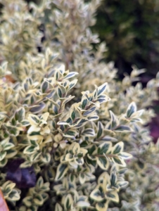 Buxus semperviirens 'Aureovariegata' is a variegated boxwood with showy dark green leaves and margins that start out white turning cream and then yellow throughout the growing season. It has a mounding habit, dense and rounded, with a slow growth rate.