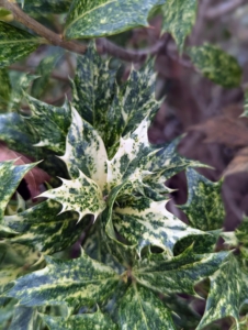 Osmanthus heterophyllus 'Goshiki' has green leaves with spots of creamy white, gray-green, and yellow-green.