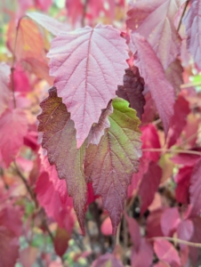 Viburnum dentatum, commonly called arrowwood viburnum, is an upright, rounded, multi-stemmed, deciduous shrub which typically matures up to 10 feet tall. Non-fragrant white flowers appear in late spring followed by blue-black, berry-like drupes in late summer to fall.