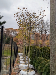 Recognize this tree? It's Platanus acerifolia 'Bloodgood' Parasol, a London Plane Tree. I have many London Planes at my farm. It is a robust tree with three to five lobed leaves similar to the maple.